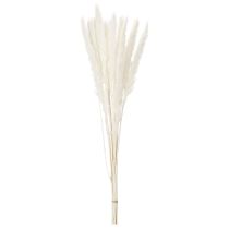 Artikel Gedroogde pampasgrasbloemen, gebleekt, 70 cm, 15 stuks