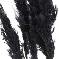 Pampagras zwart 65-75cm droog gras natuurlijke decoratie 6st