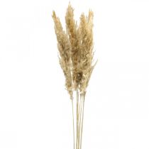 Artikel Droogdecoratie pampasgras gedroogd gebleekt 70-75cm 6 st
