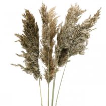 Gedroogd pampagras naturel voor droogboeket 70-75cm 6st