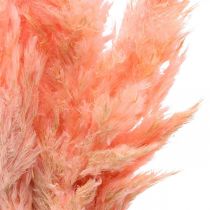 Pampagras gedroogde roze droge bloemisterij 65-75cm 6st in bos