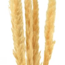 Artikel Pampasgras gedroogd droog gras crème droge decoratie 70cm 6 st