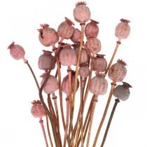 Droge Deco Poppy Capsules Roze Papaver Gekleurde Gedroogde Bloemen 75g