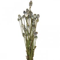 Gedroogde maanzaadcapsules natuurlijke gedroogde bloemen bos deco papaver 90g