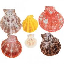 Sint-jakobsschelpen, zeedecoratie, schelp kleurrijk H4.5–8cm 1kg