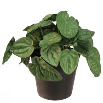 Artikel Peperomia Green Twist - Robuuste, decoratieve kamerplant in een potmaat 20cm