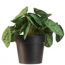 Artikel Peperomia Green Twist - Robuuste, decoratieve kamerplant in een potmaat 20cm