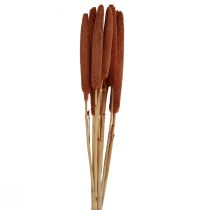 Artikel Parelgierst Decoratief Riet Babala Gierst Bruin 70cm 10 st