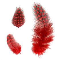 Parelhoenveren Faraona 30g rood