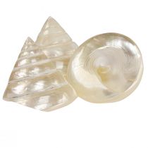Artikel Parelmoer topslak zeeslak decoratie 5–6cm 6 st
