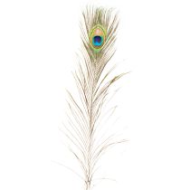 Artikel Decoratie met pauwenveren, echte vogelveren, lengte 75-85 cm, 8 stuks