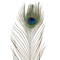 Artikel Pauwenveren, echte vogelveren voor knutselen en decoreren, 55 cm, 10 stuks