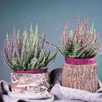 Artikel Planter ronde berkenpot Ø17/23cm 2st