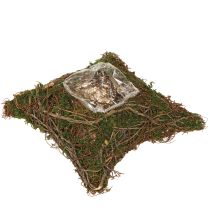Artikel Plantenkussen wijnstokken mos plantenschaal naturel 20×20×6,5cm