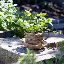 Artikel Plantenbekermand wilg plantenpot naturel groen Ø18,5cm