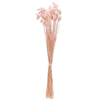 Artikel Phalaris roze glanzend gras gedroogd droog decoratie 65cm 60g