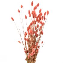 Phalaris roze glanzend gras gedroogd droog decoratie 70cm 75g