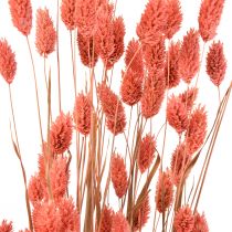 Phalaris roze glanzend gras gedroogd droog decoratie 70cm 75g