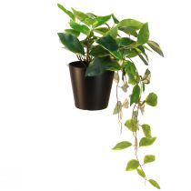 Artikel Philodendron Scindapsus met pot, gemakkelijk te verzorgen - ideaal voor op kantoor en thuis 32cm