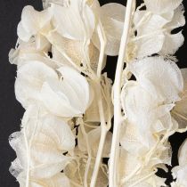 Artikel Physalis gedroogde gebleekte lantaarnbloemdecoratie Nicandra 75-80cm 100g