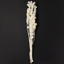 Artikel Gedroogde Physalis, gebleekte Chinese lantaarnbloem, decoratieve Nicandra, 75-80 cm, 100 g