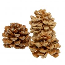 Artikel Dennenappels Pinus Pinea kegels creme gemengd 5-18cm 25st