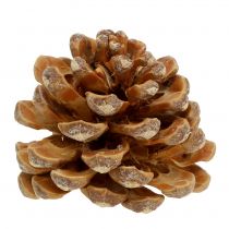 Artikel Dennenappels Pinus Dennenappels crème gemengd 5-18cm 25 st