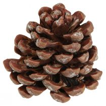 Artikel Dennenappels naturel grote decoratieve dennenappels 8-9cm 3 st