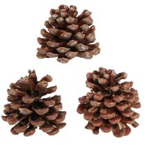 Artikel Dennenappels naturel grote decoratieve dennenappels 8-9 cm 3 stuks