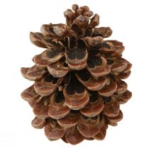 Artikel Pinus Pinea Echte Kegels Groot Naturel Grenen H10-12cm 50 st