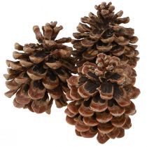 Artikel Pinus Pinea Echte Kegels Groot Naturel Grenen H10-12cm 50 st
