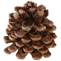 Artikel Pinus Pinea Medium Dennenappels Naturel 8-10cm 50 st