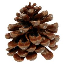 Pinus Pinea medium 10/14cm naturel 50st