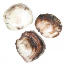 Capiz-schelpen, natuurlijke schelpdieren, natuurlijke items Parelkleurig, violet 4–16 cm 430 g