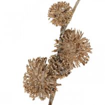 Artikel Decoratieve Tak Plataan met Vruchten Herfstdecoratie Kunst Plataan Bruin L82cm Ø2-4cm