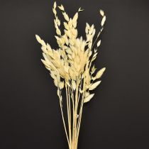 Artikel Platoorgras Chasmantium Champagne 70cm 10 stuks