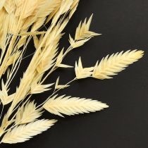 Artikel Platoorgras Chasmantium Champagne 70cm 10 stuks