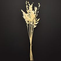 Artikel Platoorgras Chasmantium Champagne 70cm 10 stuks