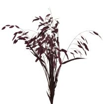 Artikel Platoorgras droog gras Chasmantium paars 70cm 10 stuks