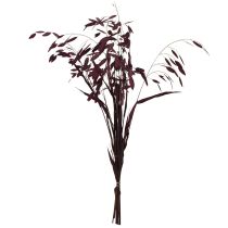 Artikel Platoorgras droog gras Chasmantium paars 70cm 10 stuks