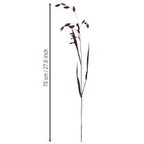 Artikel Platoorgras droog gras Chasmantium paars 70cm 10 stuks