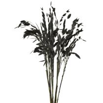 Artikel Platoorgras droog gras Chasmantium Zwart 70cm 10 stuks