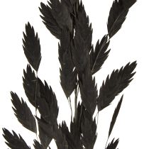Artikel Platoorgras droog gras Chasmantium Zwart 70cm 10 stuks