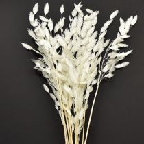 Artikel Platoorgras droog gras Chasmantium Wit 70cm 10 stuks