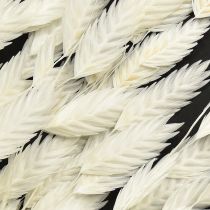 Artikel Platoorgras droog gras Chasmantium Wit 70cm 10 stuks