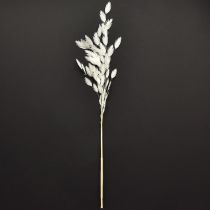 Artikel Platoorgras droog gras Chasmantium Wit 70cm 10 stuks