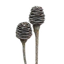 Platyspermum 25 stuks