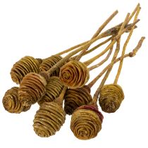 Artikel Platyspermum Crème 1-3, 50 kopjes