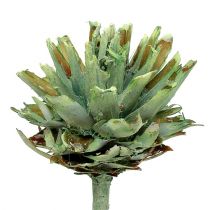 Artikel Plumosum 1 Groen Mat 25 st