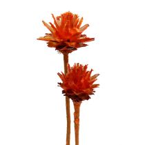 Artikel Plumosum 1 Oranje 25 st